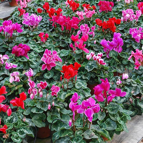 Cyclamen