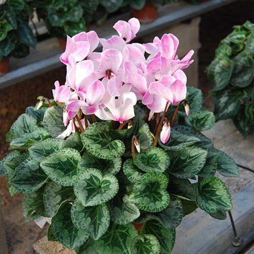 Cyclamen