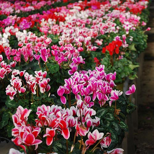 Cyclamen