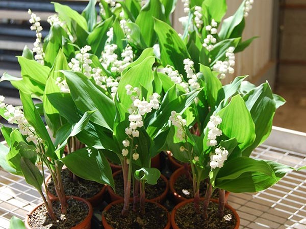 Le muguet