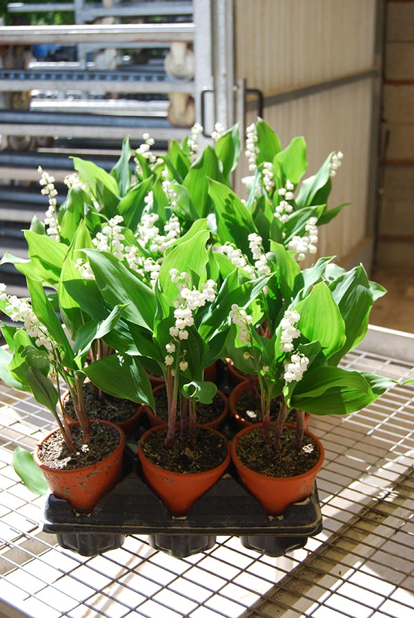 Le muguet